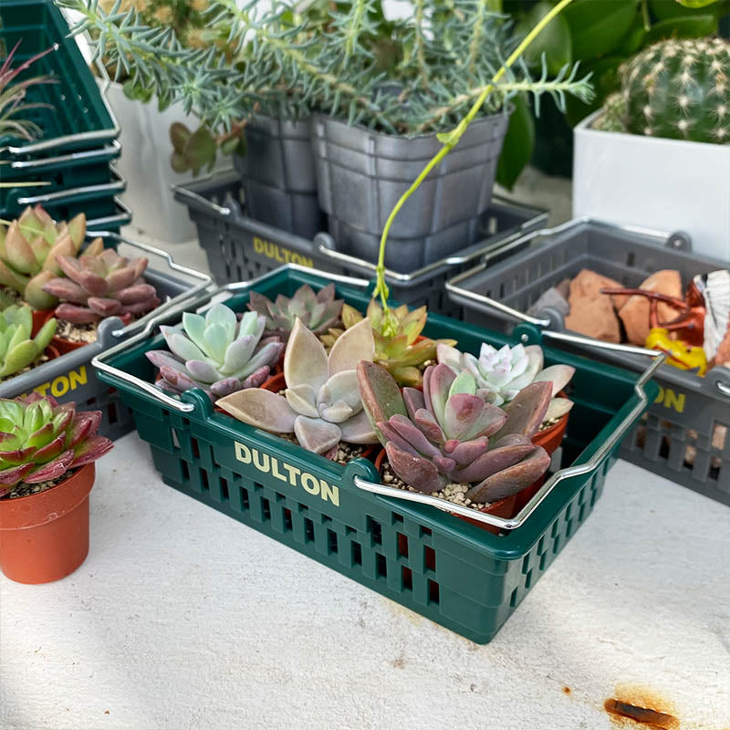 Desktop Basket